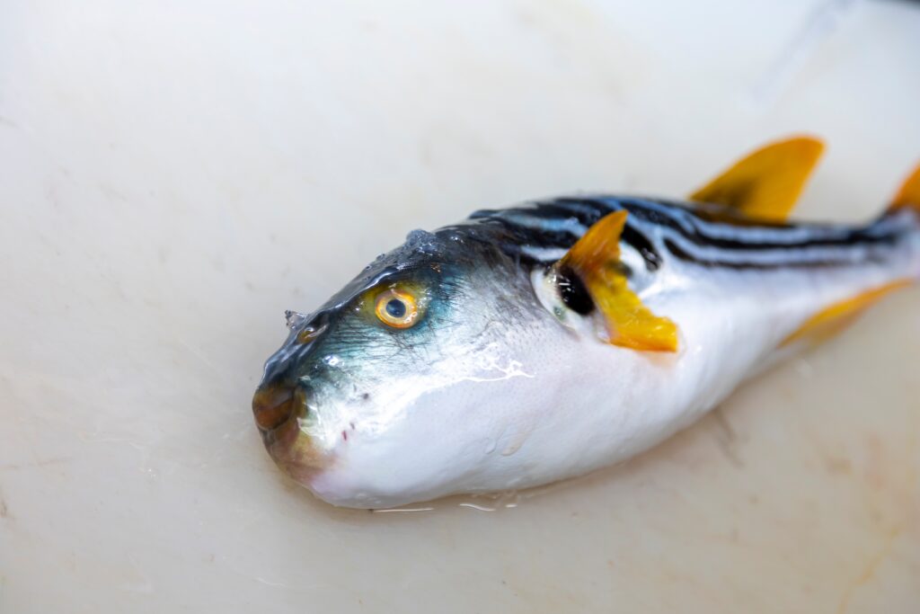Japanese pufferfish