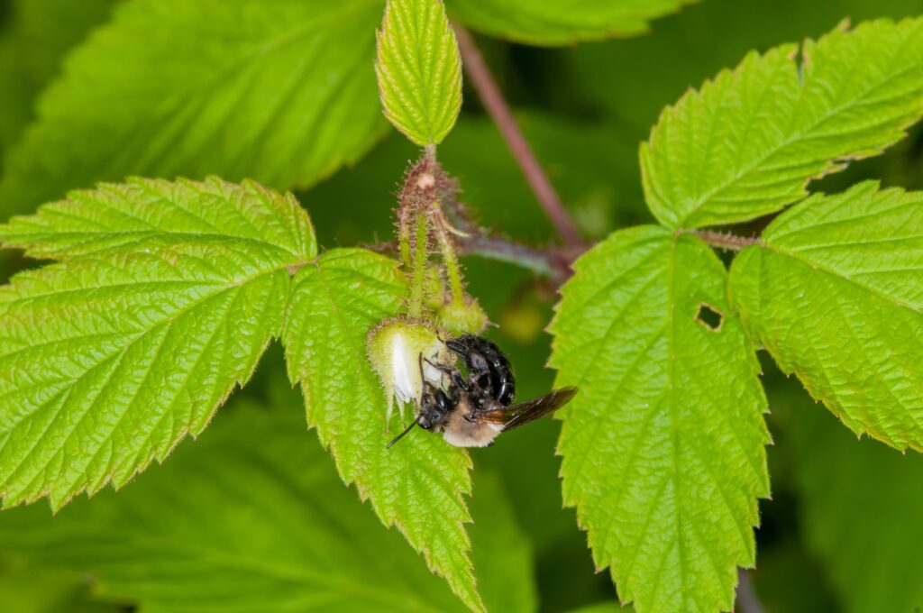 Habropoda laboriosa feeding on blueberry flower. The plant has green trifoliate leaves ( growing in threes) that take up most of the frame. The bee is center frame an quite small. It is straddling the blueberry blossom.