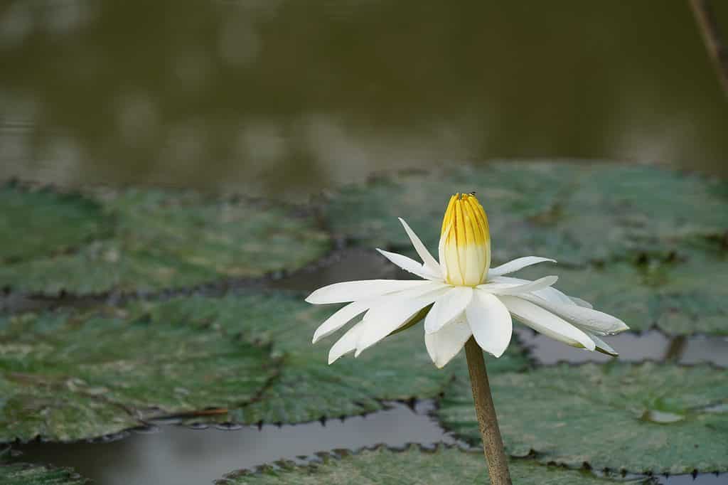 Nymphaea lotus, the white Egyptian lotus
