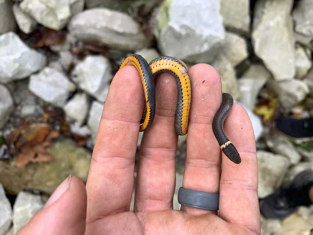 Northern ring-necked snake (Diadophis punctatus edwardsii)