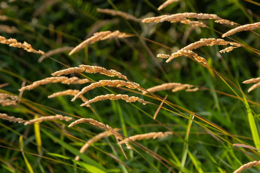 Sweet Vernal Grass - Allergy Season in Nebraska