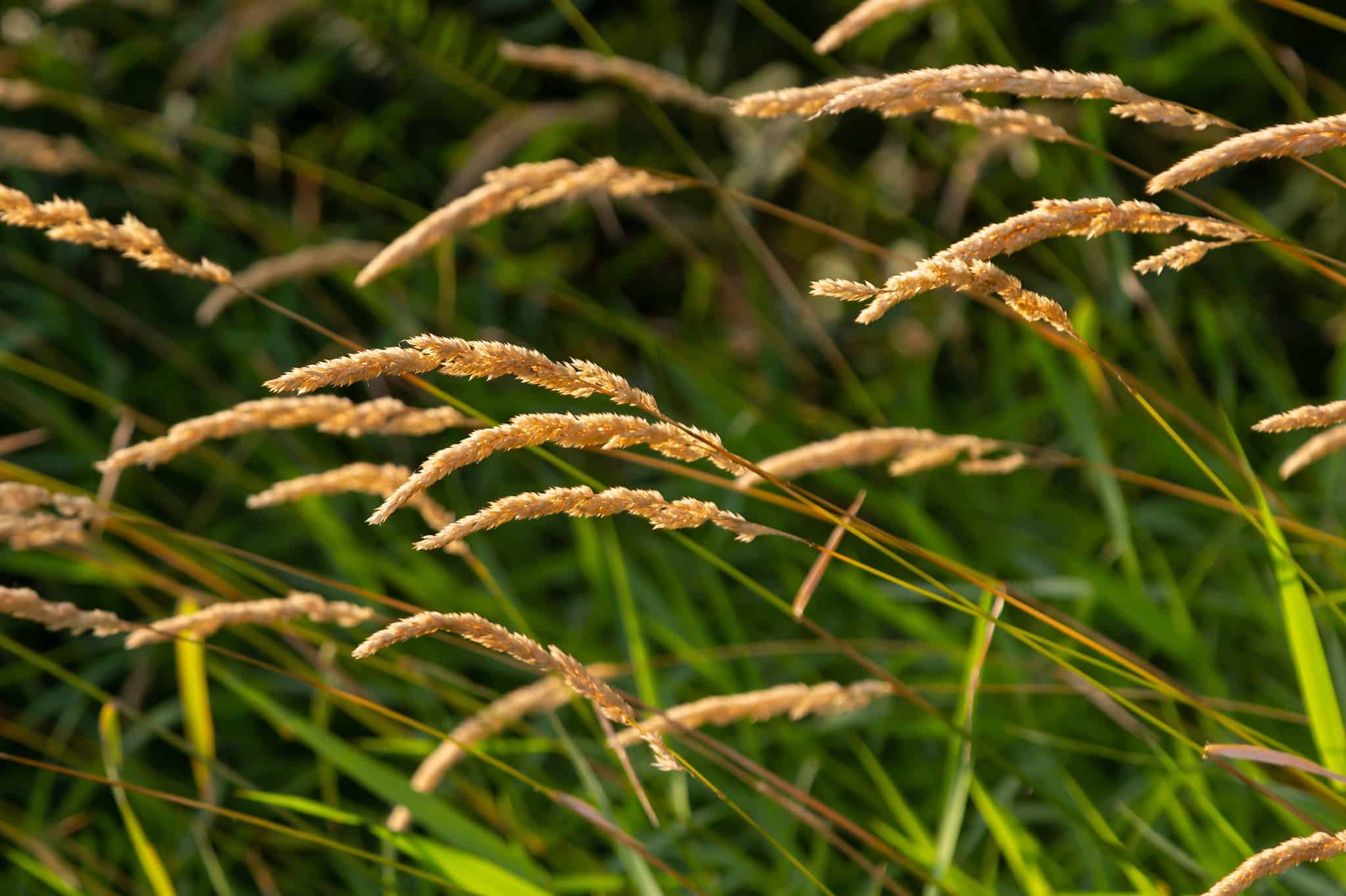 Nebraska Allergy Season Peak, Timing, and Symptoms