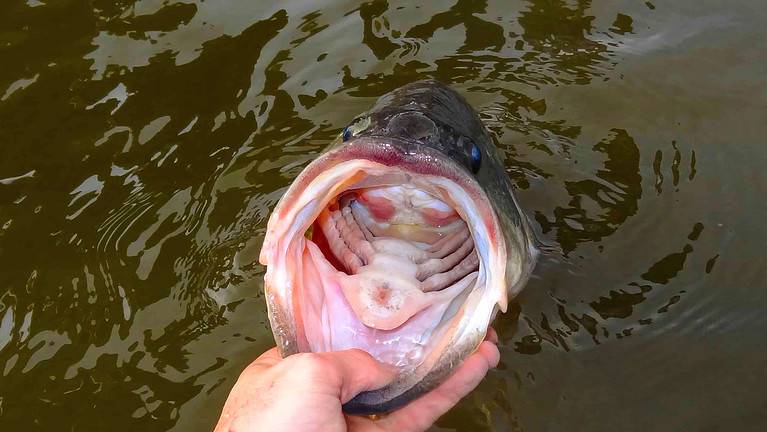 Largemouth Bass