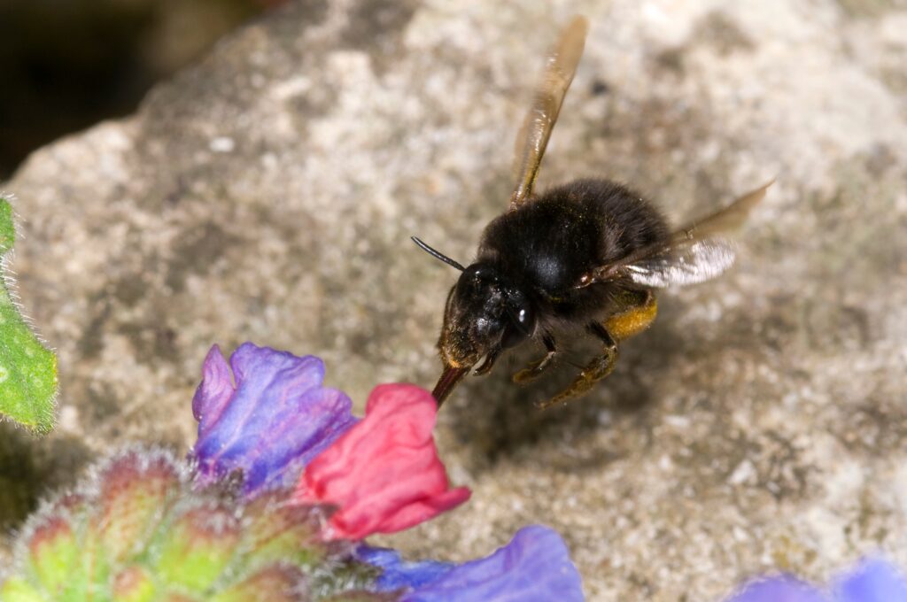 hairy footed flower bee Anthophora plumipes. Female, in flight approaching a pulmonaria flower. showing long tongue feeding.