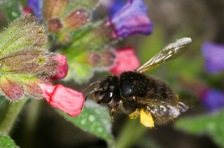 hairy footed flower bee Anthophora plumipes. Female, in flight approaching a pulmonaria flower. Females are back.