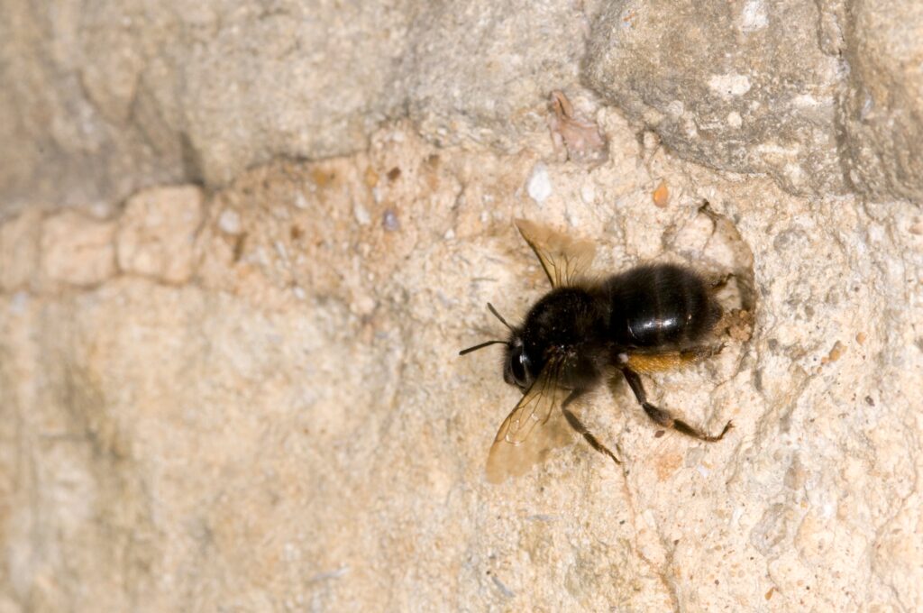 A female hairy-footed flower bee carving out a nest in the mortar of a stone wall. 