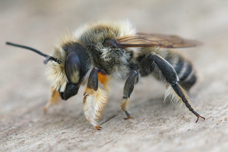 Detailed close-up photo of a fresh emerged male coast leafcutter bee, Megachile Maritima sitting on wood. The bee is facing left. It is mostly black , but covered in light yellow setae (hair).