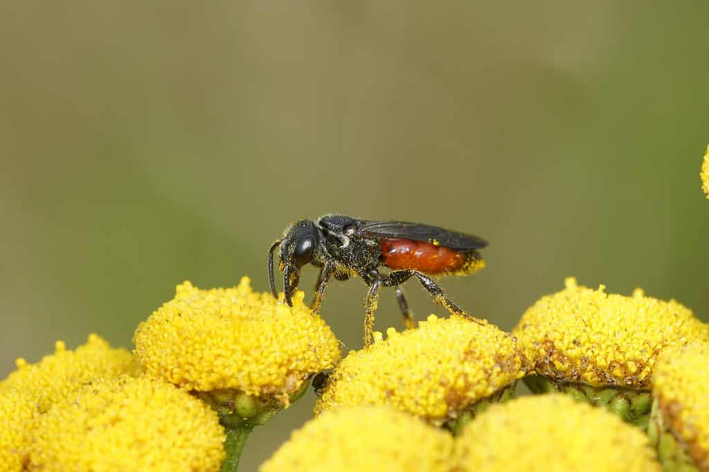 Macro of a box headed blood bee foraging on an Astor. The flower has elongated petals of white with a yellow center. The angle of the photo is from above the bee which is center frame at a slight angle from horizontal, with its head facing toward the right lower corner of the frame. Its wings are not out. The bee itself appears to be primarily black although you can see the red of its tail through its translucent wings.