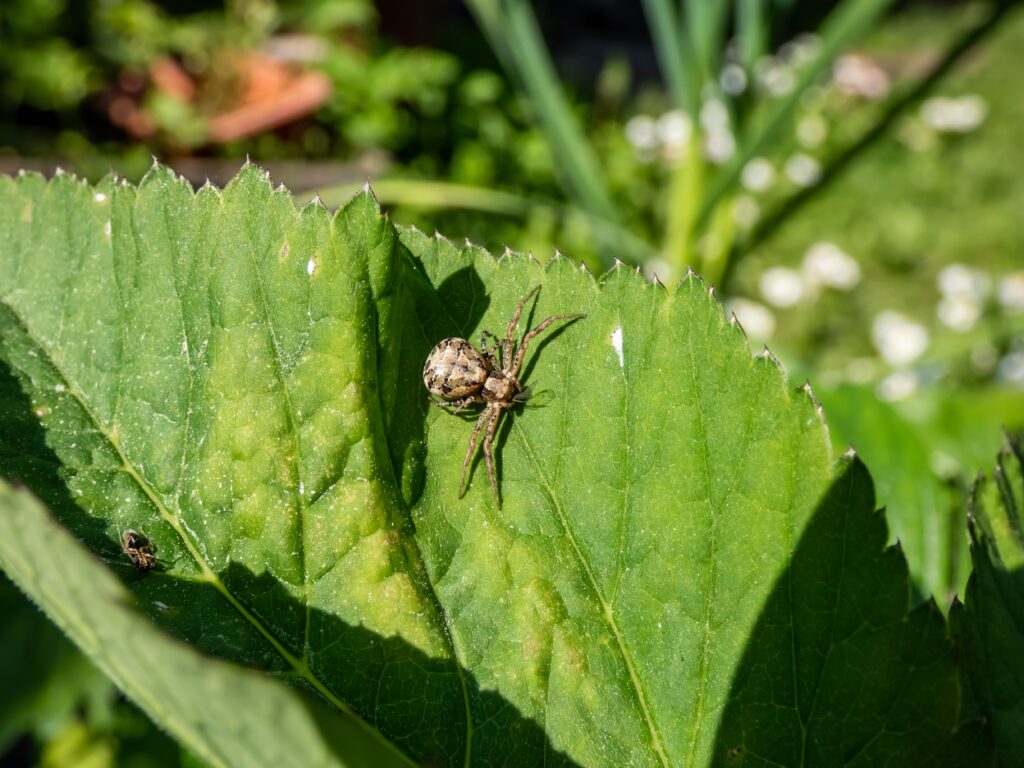 Common Crab Spider (Xysticus cristatus) - Terrifying Spider in Iceland