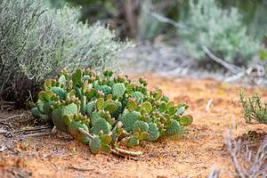 Cacti in Utah Picture