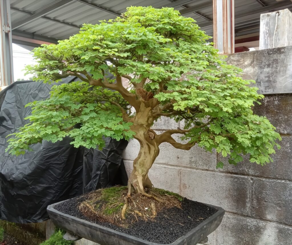 A bonsai tree on a rock, neatly trimmed and surrounded by small stones.