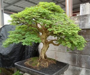 How Often Do You Water a Bonsai Tree? 7 Critical Tips for a Thriving Plant Picture