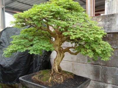 A How Often Do You Water a Bonsai Tree? 7 Critical Tips for a Thriving Plant