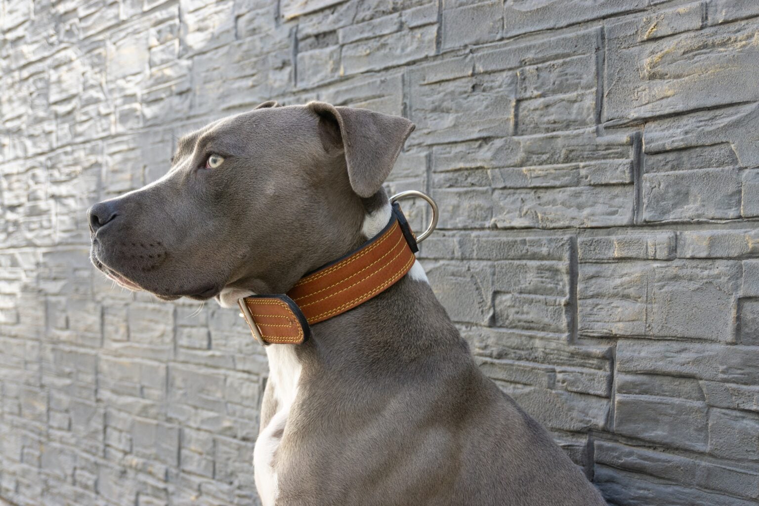 Pit Bull Animal Facts - Canis lupus familiaris - A-Z Animals