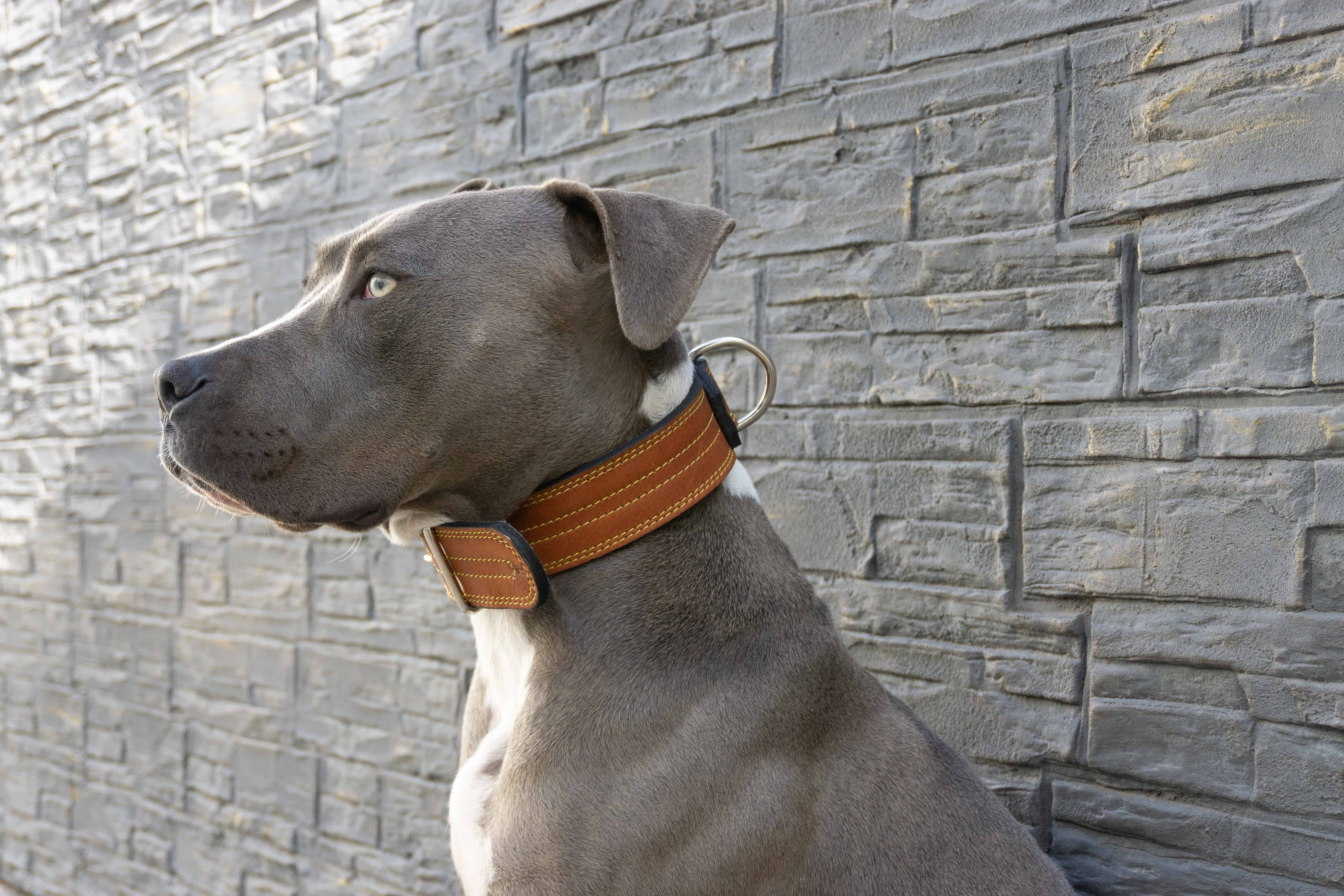 american pit bull terrier