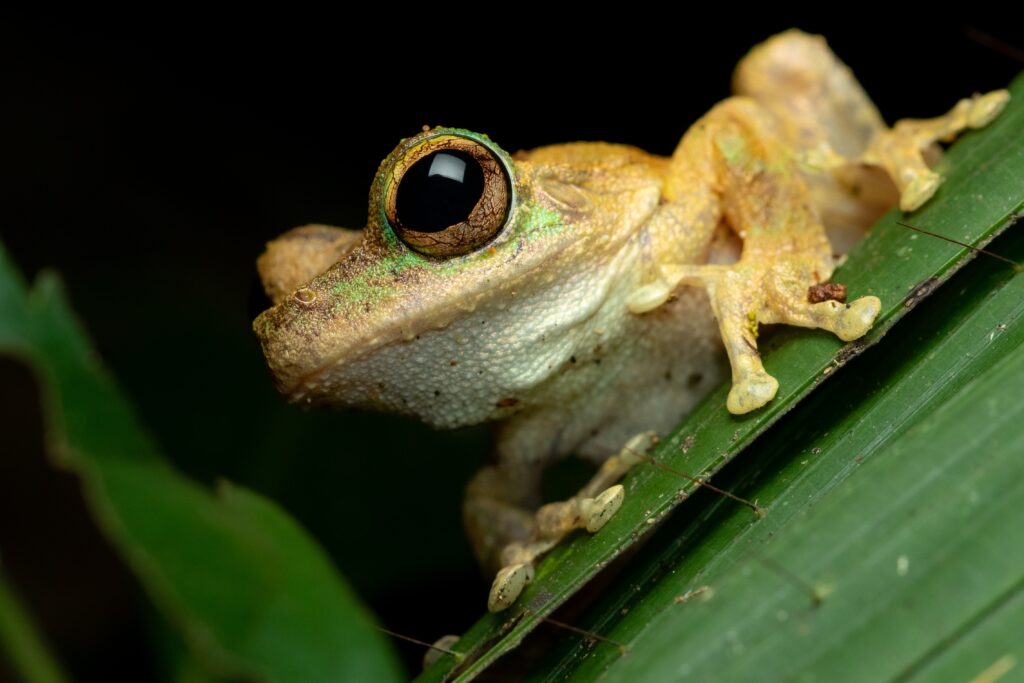 green-eyed tree frog