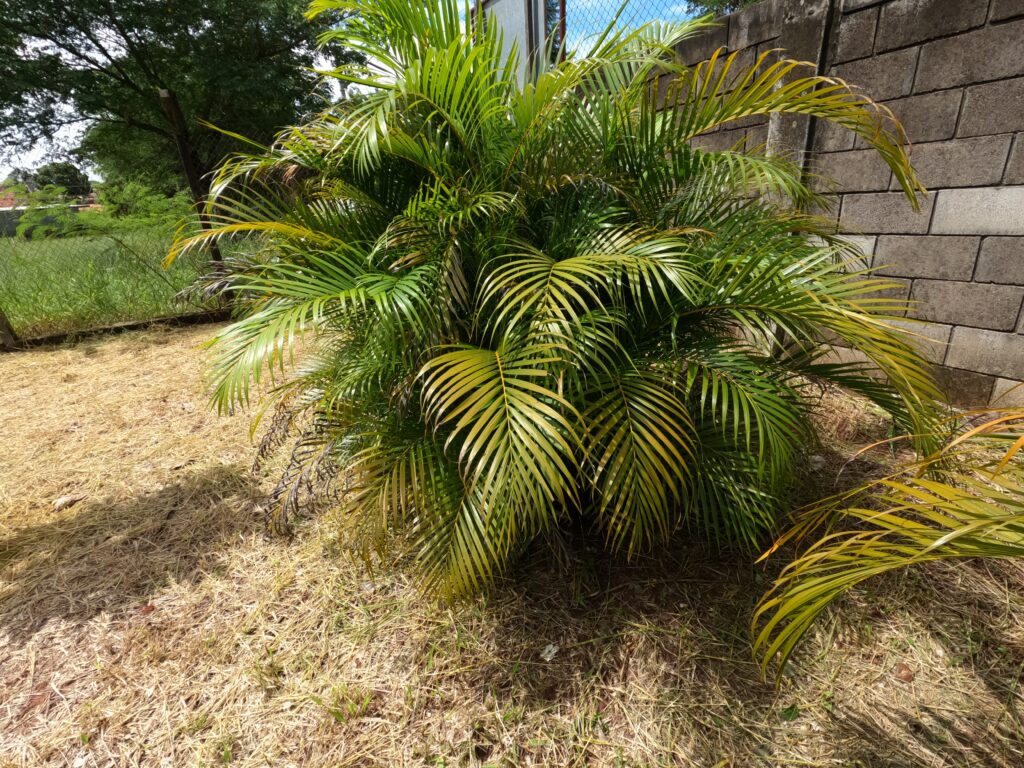 A Chamaedorea seifrizii or bamboo palm plant growing outside in a bush.