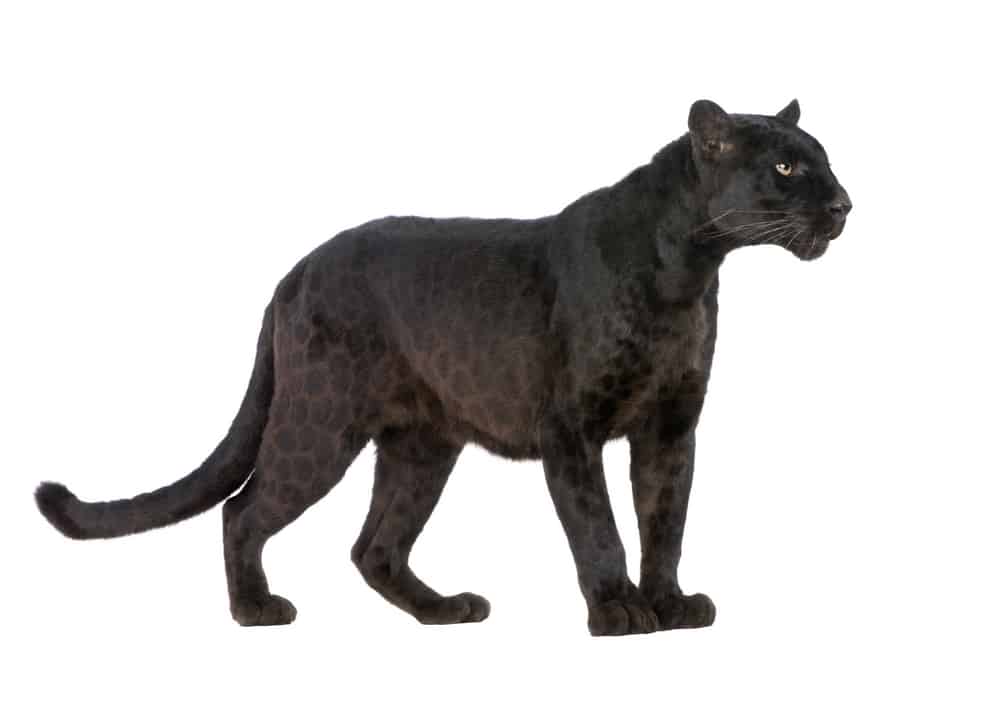 black leopard