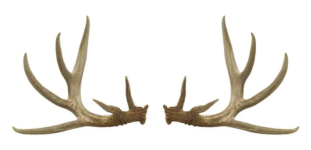 antlers isolated on white background