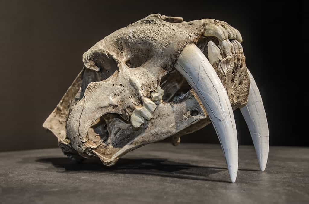 Saber tooth tiger skull. with long white front teeth.
