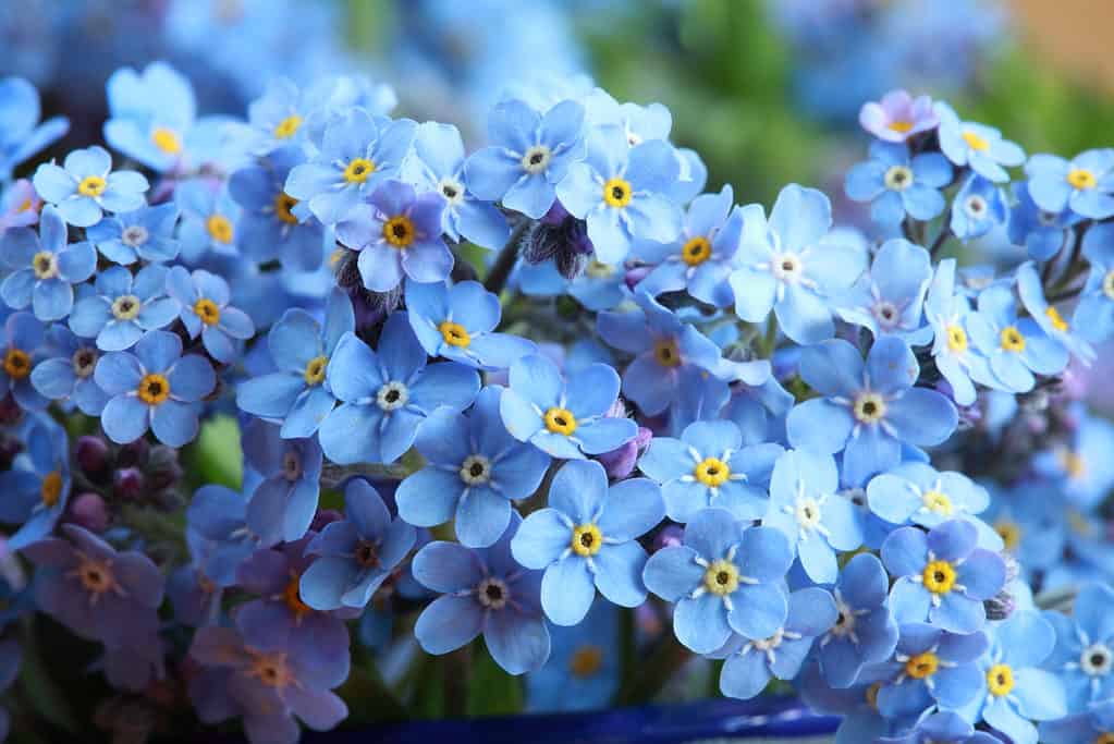 Forget-me-nots are some of the loveliest blue flowers of spring.