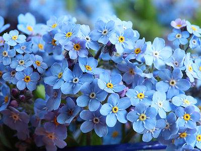 A Discover 9 Amazing Blue Spring Flowers