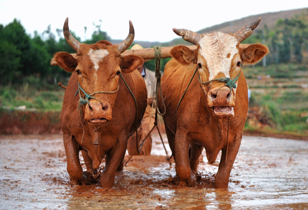 Two Oxen Working on Farm