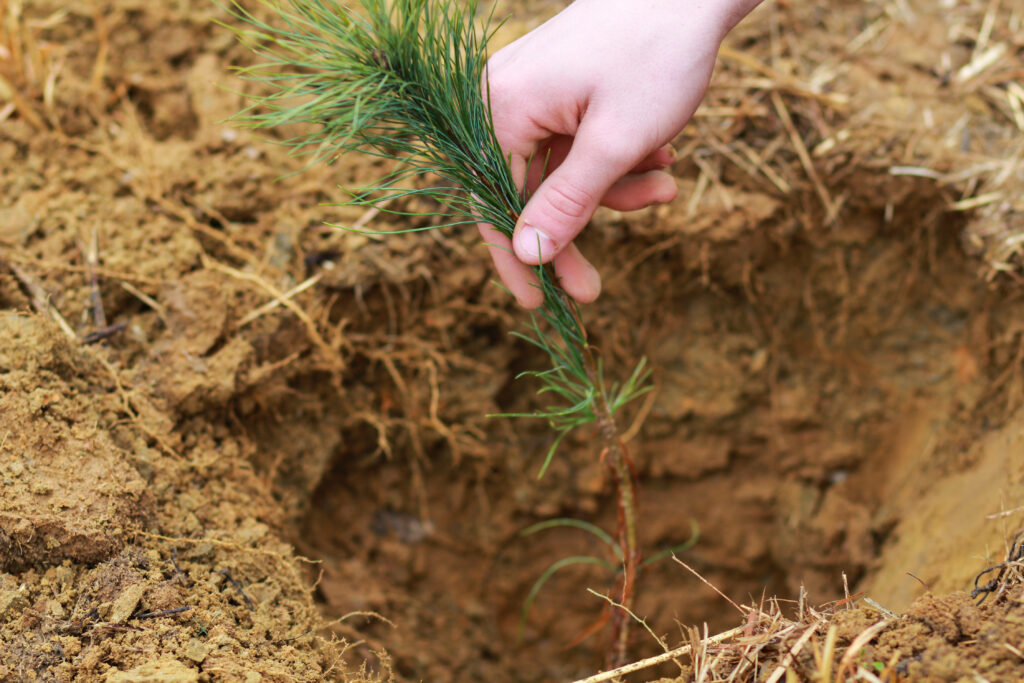 Planting a Tree in Silty Soil - Bamboo Soil