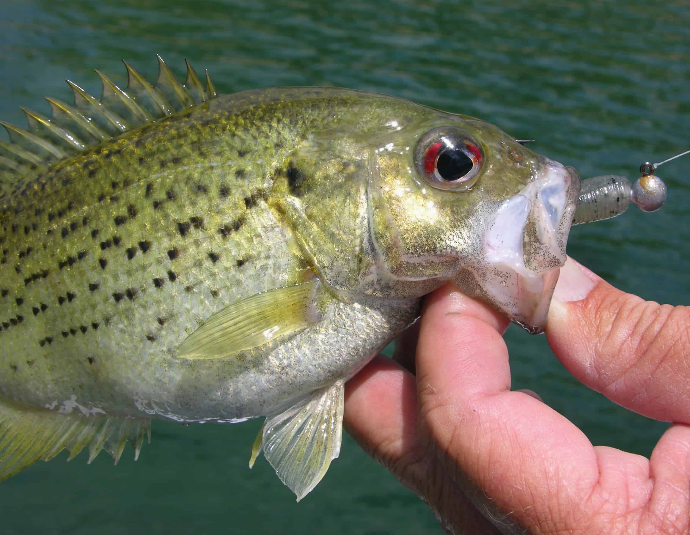 Rock bass caught by angler.