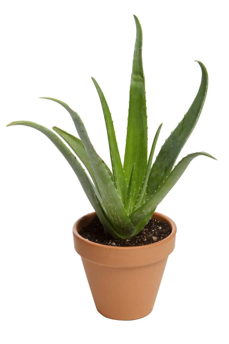 How To Grow Aloe Vera Your Complete Guide 5720