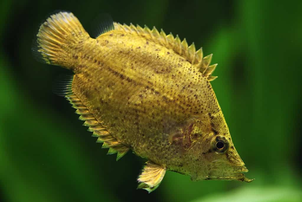 Amazon Leaffish
