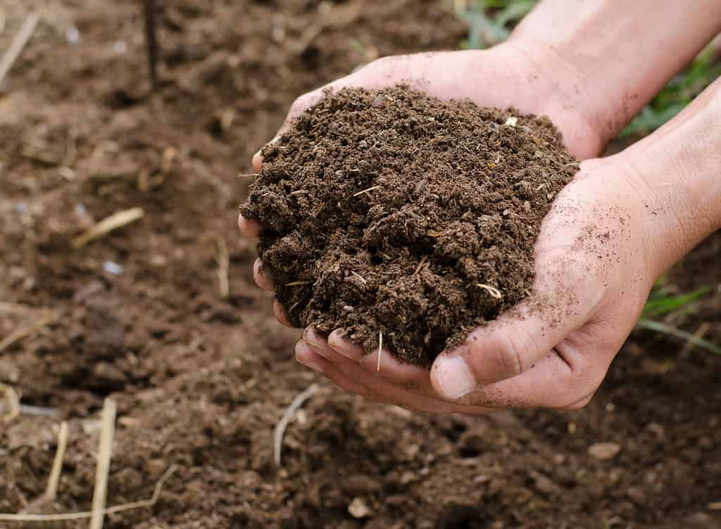Compost soil, Organic plant fertilizer on hand for plantation