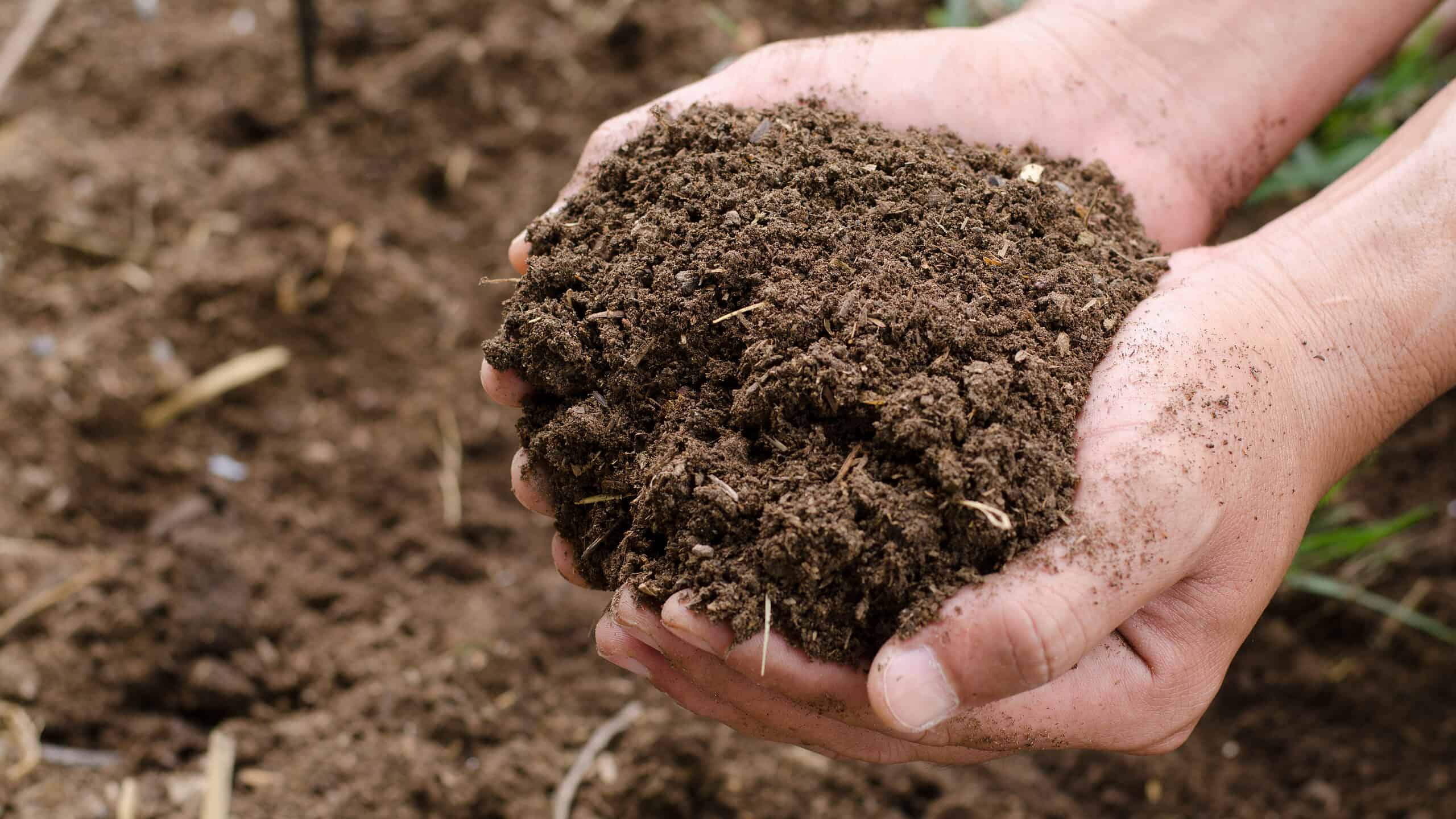 Compost soil, Organic plant fertilizer on hand for plantation