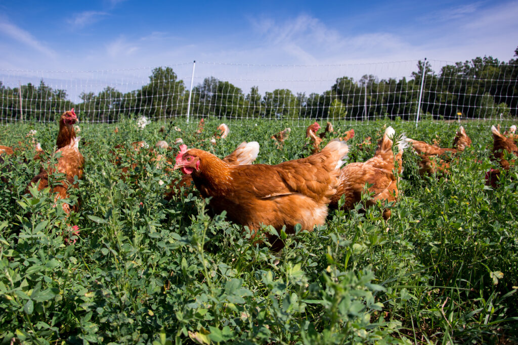 Red star hens in a field