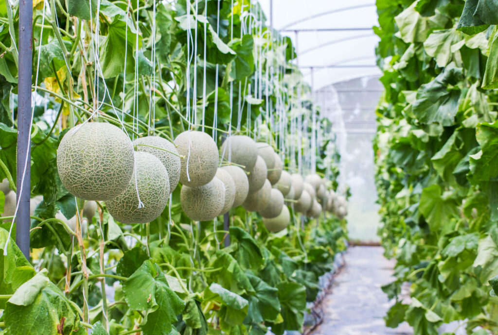 Melon growing in a greenhouse in farm Thailand.