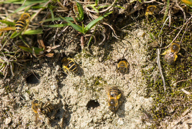 Ivy bees (Colletes hederae) emerging from tunnels composite. Several closely positioned tunnels with ivy bees entering and exiting to collect pollen. The frame consists of a bare patch in some grass, visible upper left from. The ground is a khaki color. It has circular burrows visible in which ivy bees are entering and exiting. The bees are very vividly striped (banded) black and yellow.