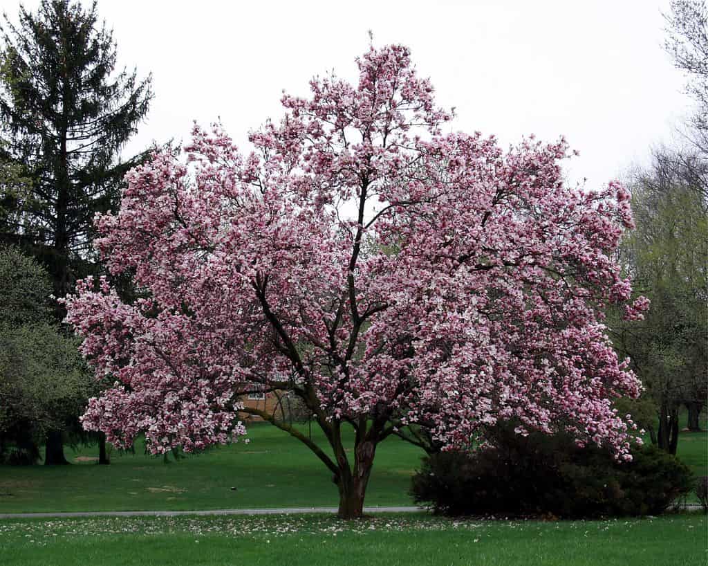 Magnolia Tree in Bloom - Trees Native to Australia