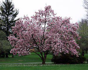 Magnolia Flowers: Meaning, Symbolism, and Proper Occasions - A-Z Animals