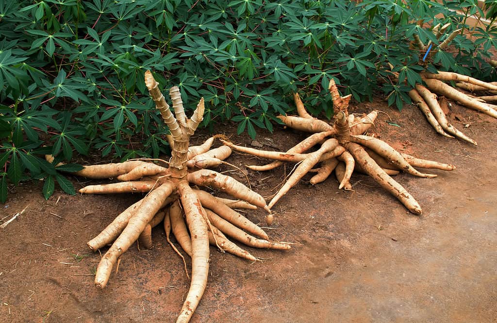 Cassava plants and tubers