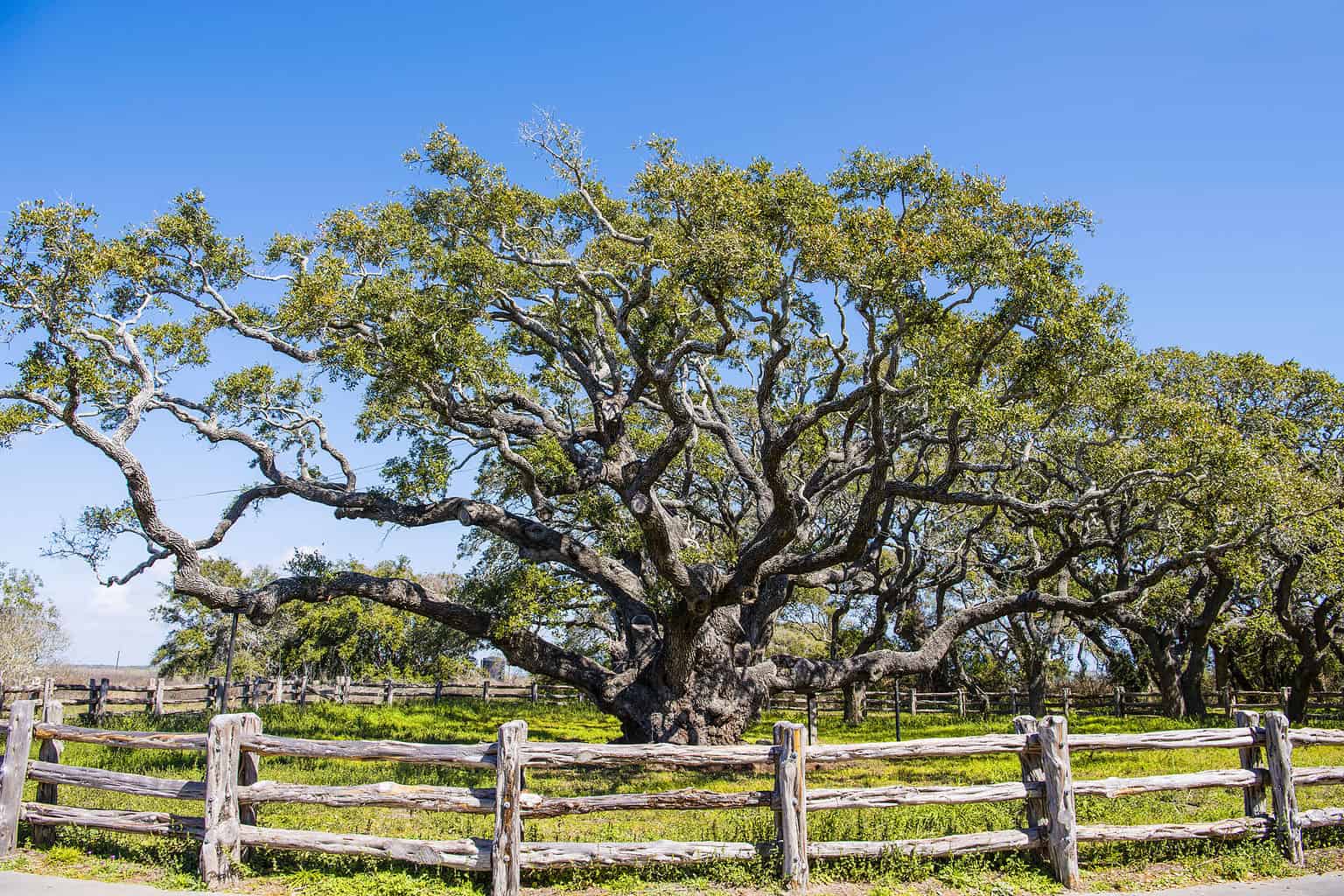 Discover the Oldest Tree in Texas - A-Z Animals