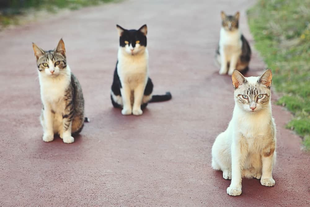 group of cats, cat group