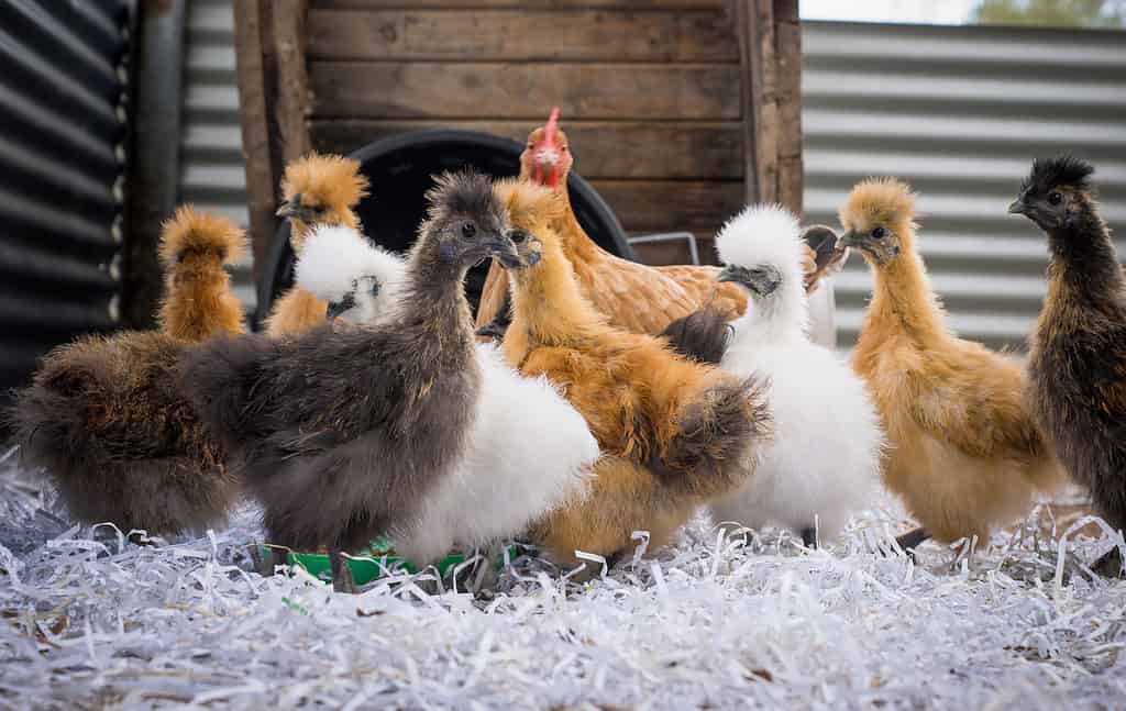 Flock of Silkie Chickens of Various Colors.