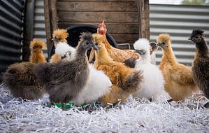 Discover 7 Awesome Fluffy Chicken Breeds photo