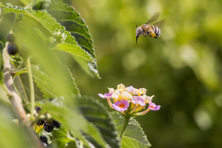 The southeastern blueberry bee, (Habropoda laboriosa). The bee is in flight, facing the left. The bee appears to be preparing to forage on a flower. The flowers is pink and yellow