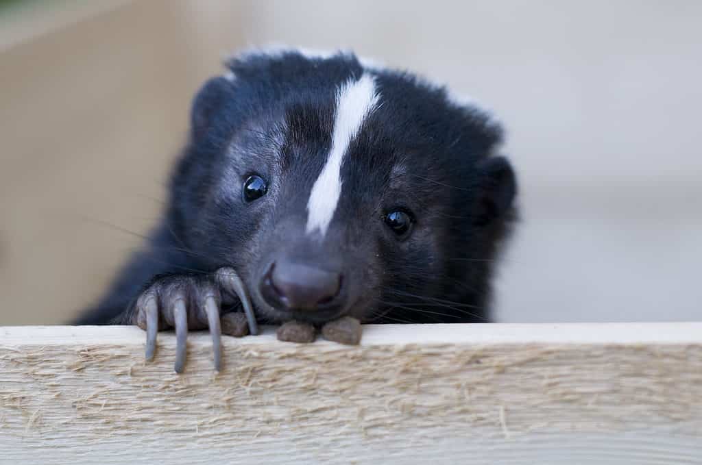 A skunk peers over a piece of wood