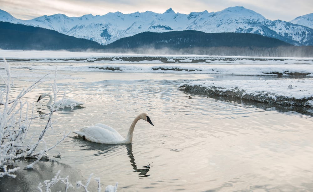 tundra swan