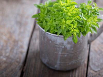 A How to Harvest Basil: A Step-By-Step Guide