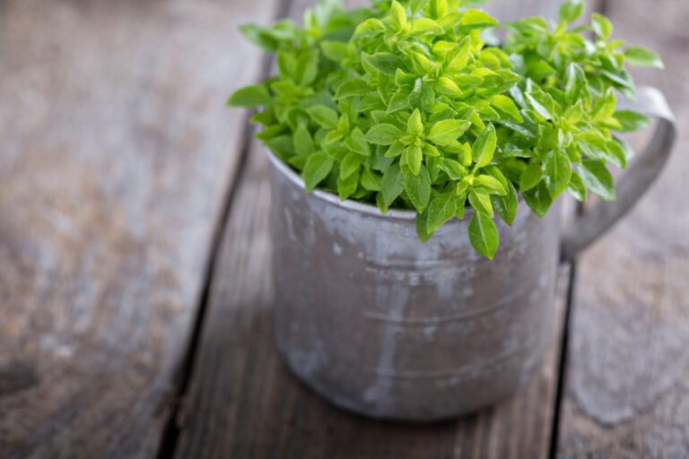 A bunch of fresh Spicy Globe Basil in a metal mug.
