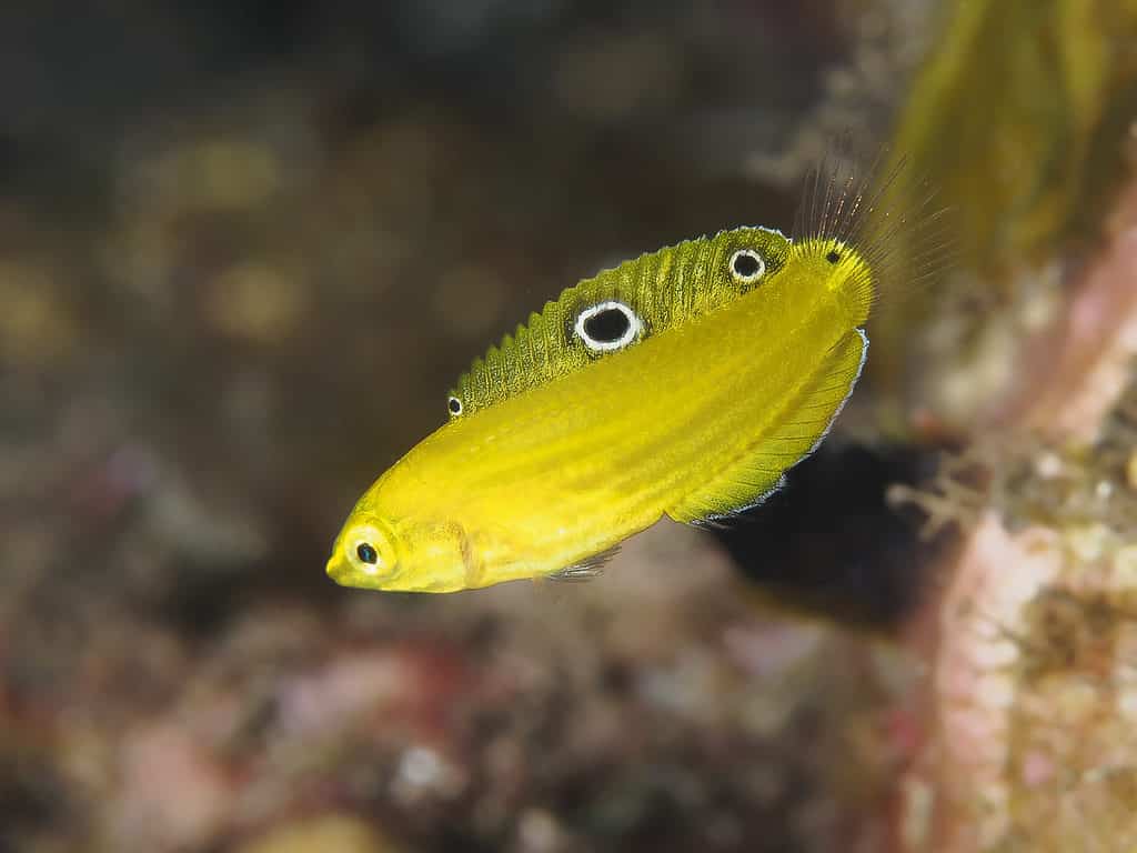 Canary wrasse in Bali sea, Indonesia