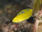 Wrasse